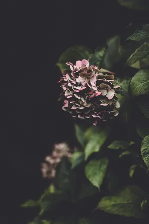 Moody Hydrangeain Darkness Wallpaper