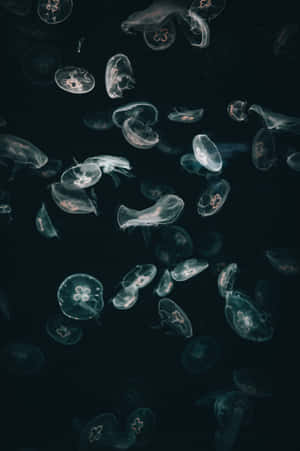 Moody_ Jellyfish_ Gathering.jpg Wallpaper