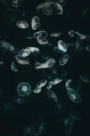 Moody_ Jellyfish_ Gathering.jpg Wallpaper