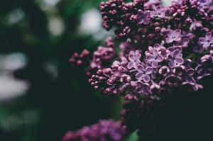 Moody Lilac Blooms Wallpaper