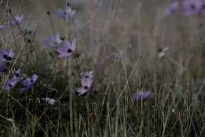 Moody Meadow Florals.jpg Wallpaper