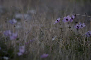 Moody Meadow Florals.jpg Wallpaper