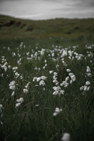 Moody Meadow Florals.jpg Wallpaper