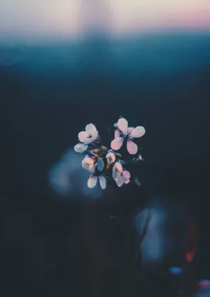 Moody Nostalgic Flower Phone Wallpaper