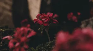 Moody Red Flower Wallpaper