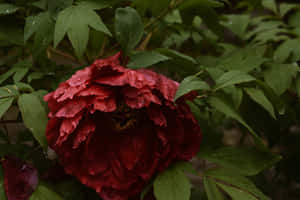 Moody Red Peony Dewdrops Wallpaper