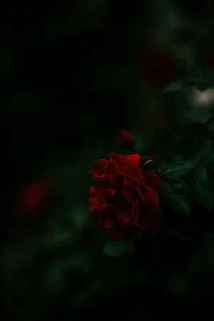 Moody Red Rose Wallpaper