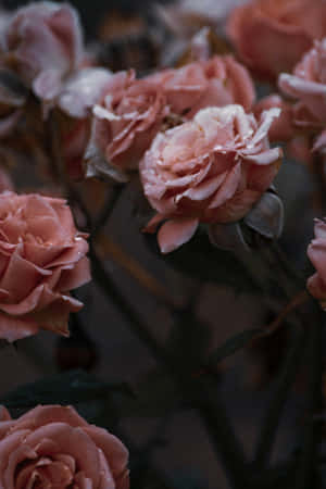 Moody_ Rose_ Blooms_ Dark_ Background.jpg Wallpaper