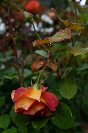 Moody Rosewith Raindrops.jpg Wallpaper