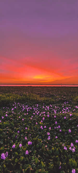 Moody Sunset Field.jpg Wallpaper