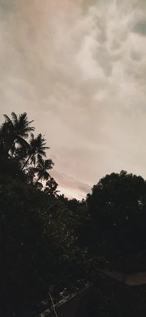 Moody_ Tropical_ Sunset Wallpaper