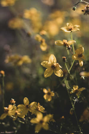 Moody Yellow Floral Backdrop Wallpaper