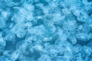 Moon Jellyfish Swarm Underwater Wallpaper