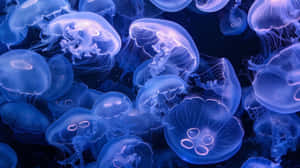 Moon Jellyfish Swarm Underwater Wallpaper