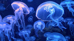 Moon Jellyfish Swarm Underwater Wallpaper