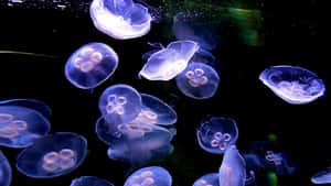 Moon Jellyfish Swarm Underwater Wallpaper