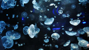 Moon Jellyfish Swarm Underwater Wallpaper