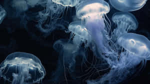 Moon Jellyfish Swarm Underwater Wallpaper