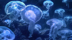 Moon Jellyfish Swarm Underwater Wallpaper