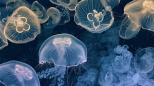 Moon Jellyfish Swarm Underwater Wallpaper