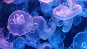 Moon Jellyfish Swarm Underwater Scene Wallpaper