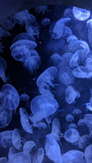 Moon Jellyfish Underwater Dance Wallpaper