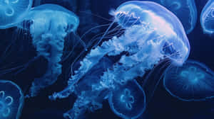 Moon Jellyfish Underwater Dance Wallpaper