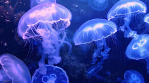 Moon Jellyfish Underwater Dance Wallpaper