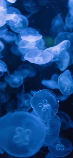 Moon Jellyfish Underwater Dance Wallpaper