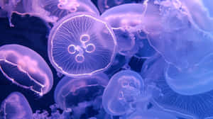 Moon Jellyfish Underwater Dance Wallpaper