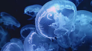 Moon Jellyfish Underwater Dance Wallpaper