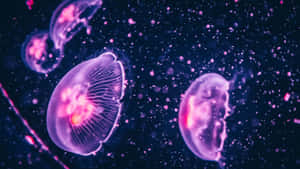 Moon Jellyfish Underwater Glow Wallpaper