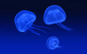 Moon Jellyfish Underwater Glow Wallpaper