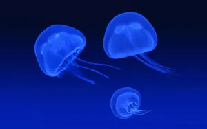 Moon Jellyfish Underwater Glow Wallpaper