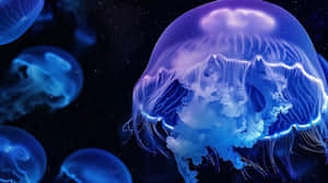 Moon Jellyfish Underwater Glow Wallpaper