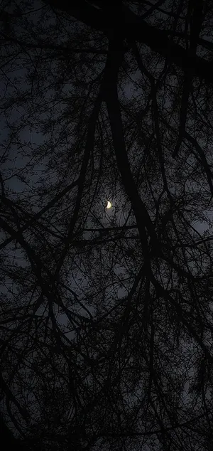 Moonlit Silhouette Trees Dark Forest Wallpaper