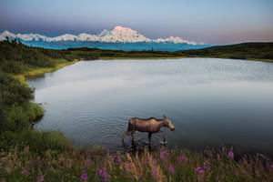 Moose Wading In Denali Lake Wallpaper