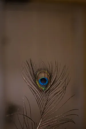 Mor Pankh Brown Wallpaper