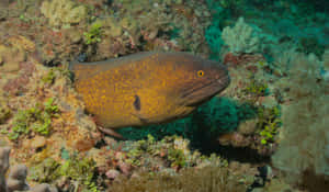 Moray Eel Coral Reef Scene Wallpaper