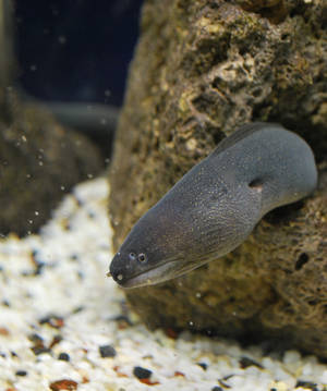 Moray Eel Fish Head Close Up Wallpaper