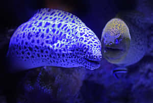 Moray Eel Reflection Underwater Wallpaper