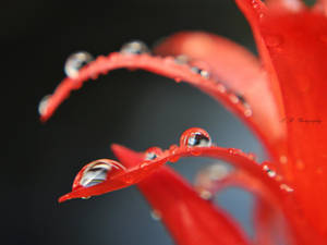 Morning Dew Flower High Resolution Wallpaper