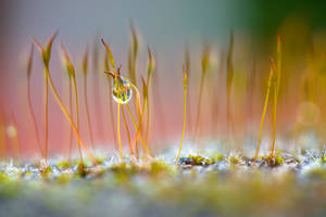 Morning Dew In A Meadow Wallpaper