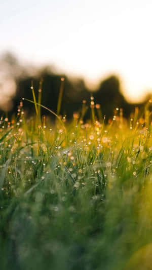 Morning Dewon Grass Soft Green Aesthetic.jpg Wallpaper