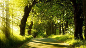 Morning Glory In Green Path Wallpaper