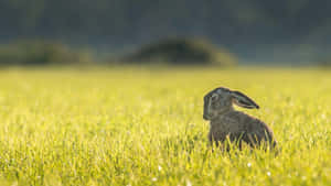 Morning Harein Grassland.jpg Wallpaper