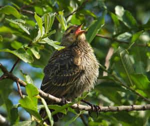 Morning Melodies - Birds Chirping In The Forest Wallpaper