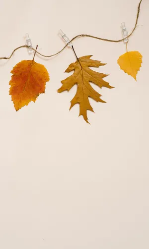 Morning Sunlight Painting Mountains Wallpaper