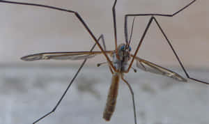 Mosquito Hawk Close Up Wallpaper