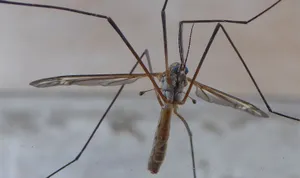 Mosquito Hawk Close Up Wallpaper
